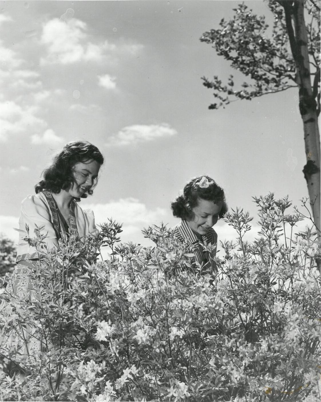 Joan Brophy and Jean Sullivan of Dalton at the Pittsfield State Forest, June 16, 1940